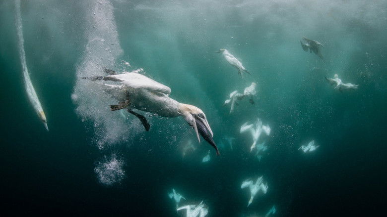 Still image for North See - Nature Untamed season 1 episode 4: Open sea Still image for North See - Nature Untamed season 1 episode 4: Open sea