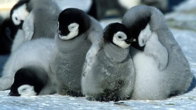 A Marcha dos Pingüins movie poster