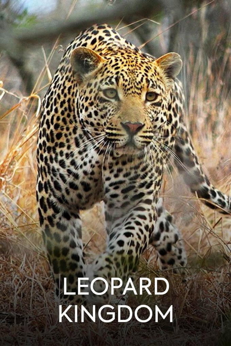 Leopard Kingdom (2019)-光鸭·臻影社