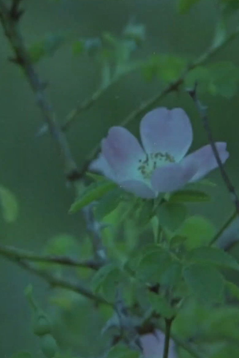 Imatge de Ningún lugar para morir