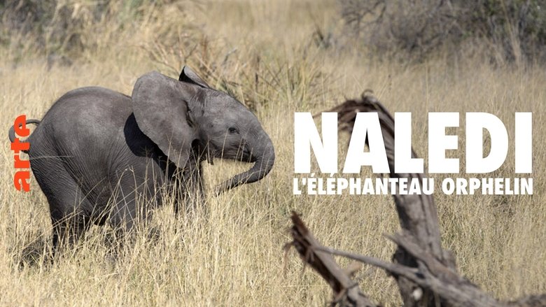 Naledi: A Baby Elephant's Tale (2016)