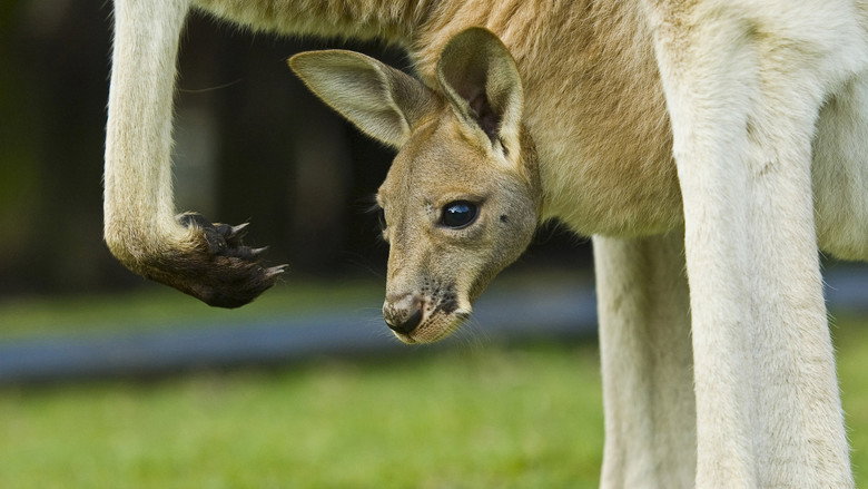 Image from All About Animals