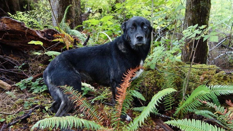 Still image for The Legend of Mick Dodge season 1 episode 6: Gabu is Gone Still image for The Legend of Mick Dodge season 1 episode 6: Gabu is Gone