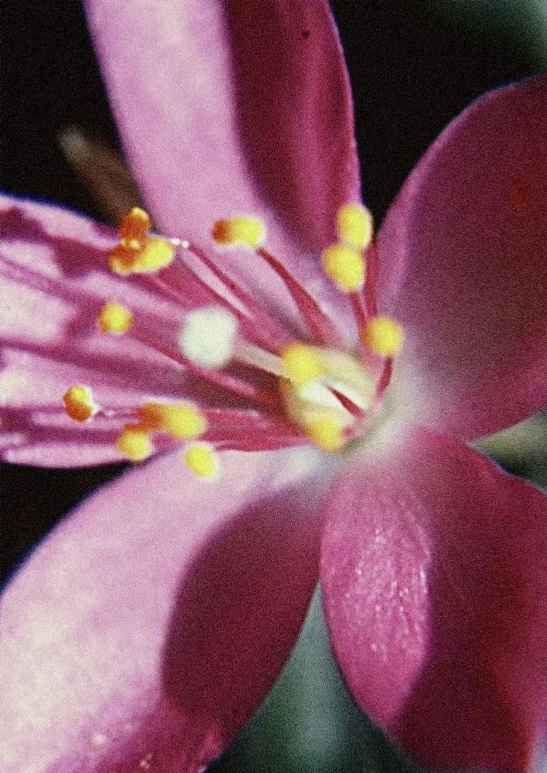 Imatge de Glimpse of the Garden