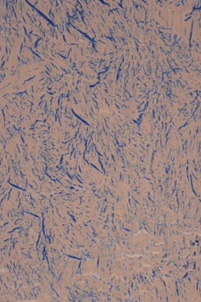 Imatge de The Extravagant Shadows