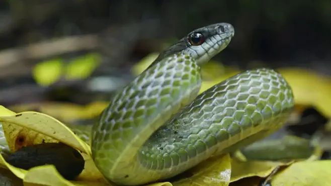 Still image for Colombia's Wild Coast season 1 episode 1: Snake Prison Island
