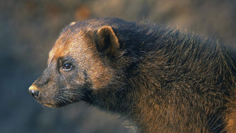 Still image for Wildnis Europa season 1 episode 6: Episode 6