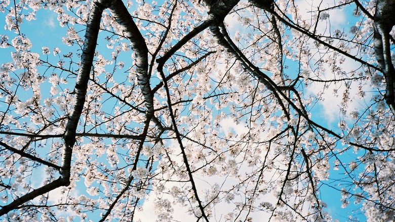 Image d'arrière-plan 3 du film Tamako in Moratorium