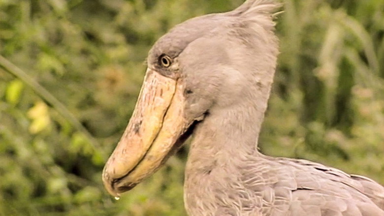 Still from The Life of Birds - Season 1 Episode 5