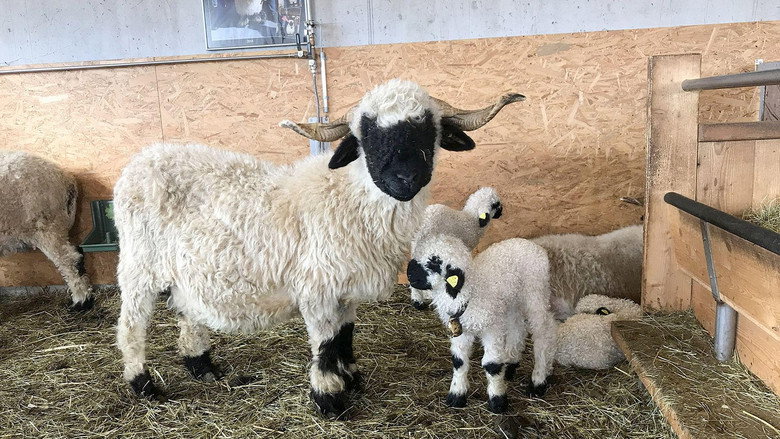 Das schönste Schaf im Wallis still