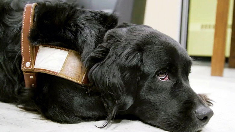 Still image for Ces chiens qui sauvent des vies season 1 episode 2: Episode 2