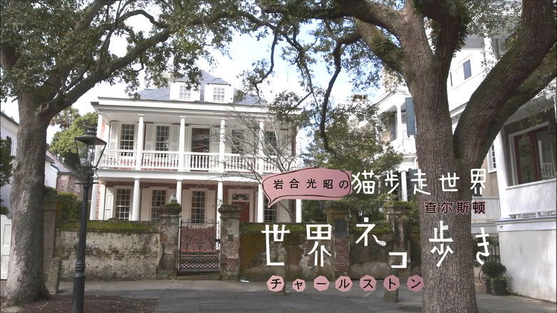 Still image for Mitsuaki Iwago's World “Cats” Travelogue season 1 episode 29: Charleston Still image for Mitsuaki Iwago's World “Cats” Travelogue season 1 episode 29: Charleston