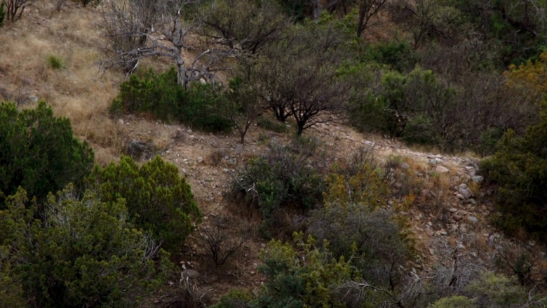 Still image for Apex Predator season 1 episode 5: The Eyes Have It: Golden Eagle Still image for Apex Predator season 1 episode 5: The Eyes Have It: Golden Eagle