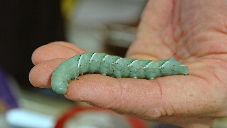 Imatge de The Extraordinary Caterpillar