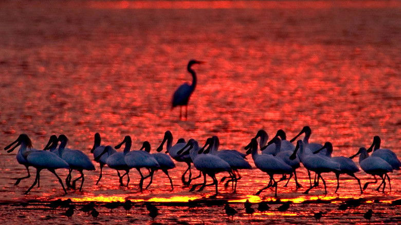 Image d'arrière-plan 3 du film 守護黑面琵鷺