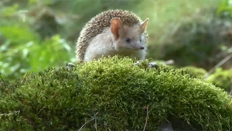 Podivuhodná cesta ježka Aladina Sezóna 1 Epizoda 6 bombuj