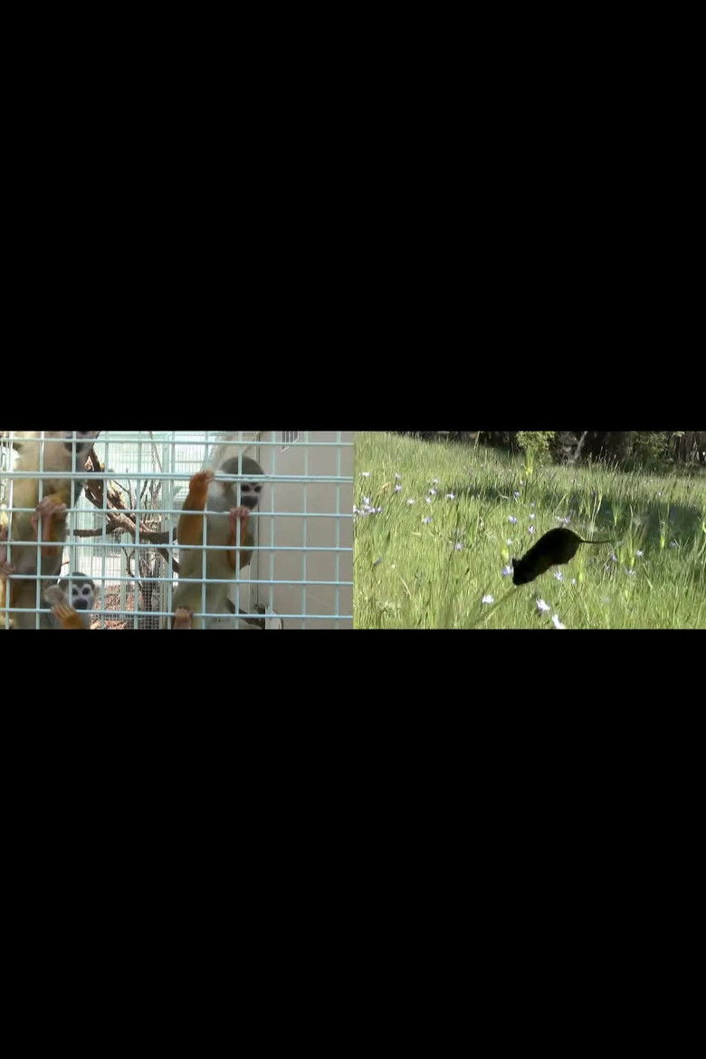 Imatge de Primate Cinema: Movies for Monkeys