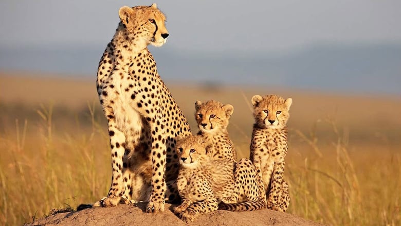 Grandes felinos africanos: el reino del coraje