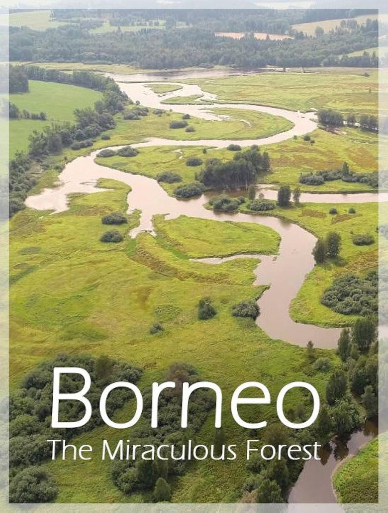 Bornéo, la forêt miraculée