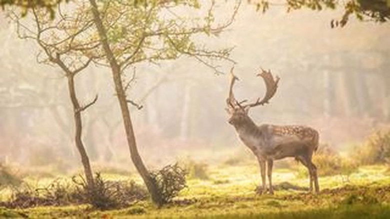 Still image for Wild Britain season 1 episode 2: Forests Still image for Wild Britain season 1 episode 2: Forests