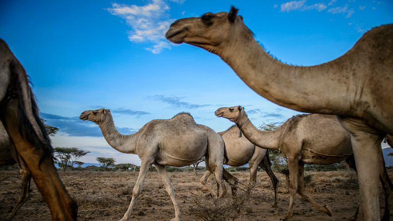 Still image for Earth: A New Wild season 1 episode 5: Water Still image for Earth: A New Wild season 1 episode 5: Water