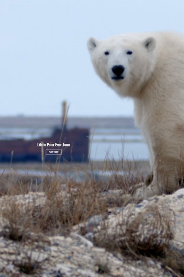 Imatge de Life in Polar Bear Town with Gordon Buchanan