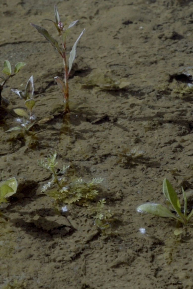 Imatge de Ici Brazza