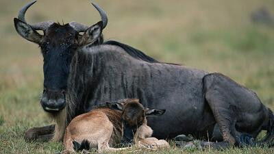 Still image for All About Animals season 1 episode 4: Episode 4