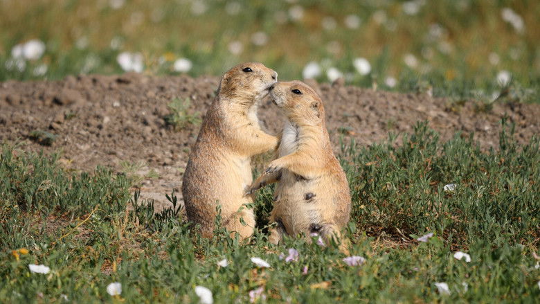 Imatge de The Nature Makers