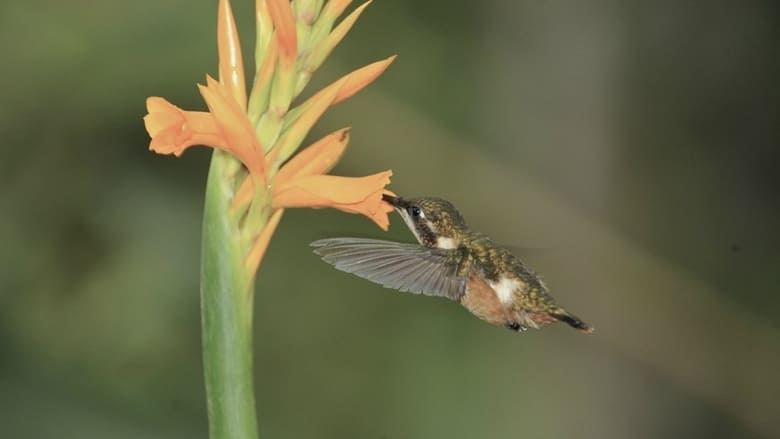 Hummingbirds: Jewelled Messengers