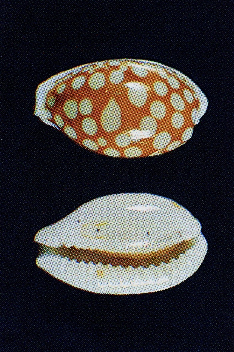 Seashells (for Shane) background