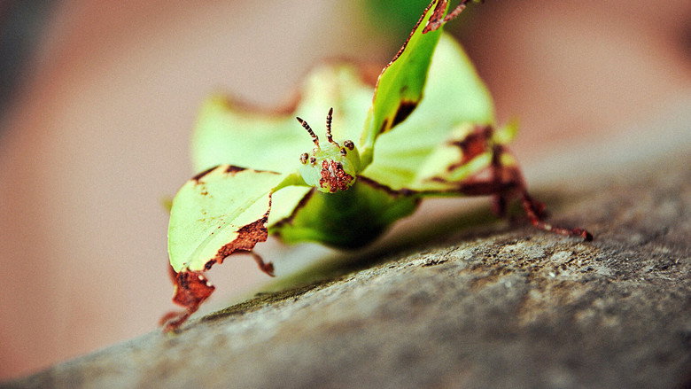 Imatge de Little Matters: Insects