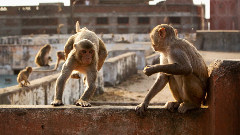 Still from Planet Earth II - Season 1 Episode 6