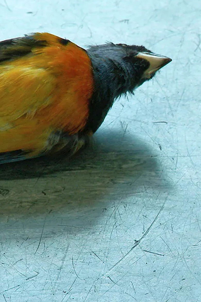 Imatge de Natural History