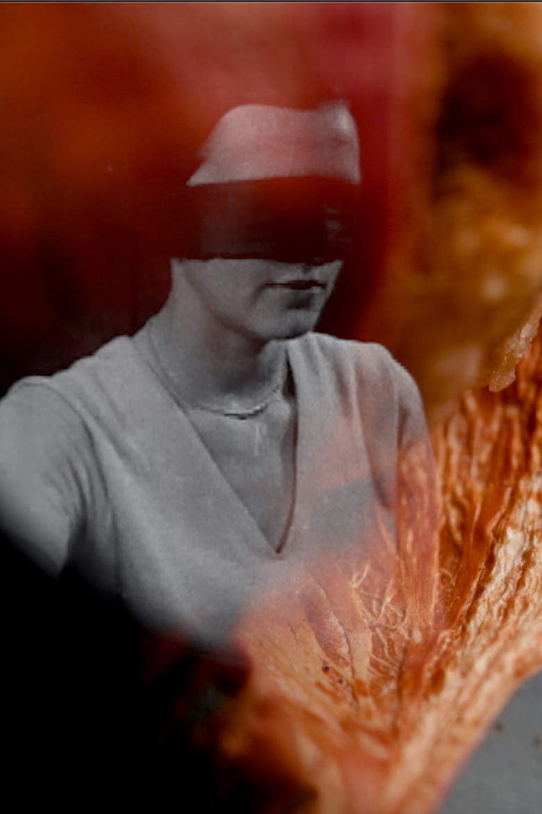 Imatge de Heliotrope