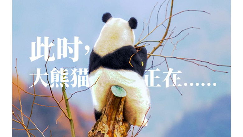 Still image for 星球研究所 season 1 episode 4: Everything you know and don’t know about giant pandas Still image for 星球研究所 season 1 episode 4: Everything you know and don’t know about giant pandas