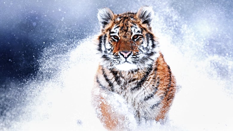 Russia’s Wild Tiger (2022)