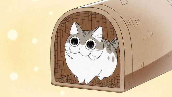 Still image for Nights with a Cat season 1 episode 1: Night 1: The Day a Cat Came to my House