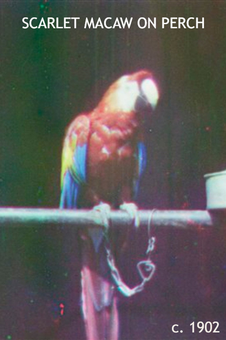 Scarlet Macaw on Perch background