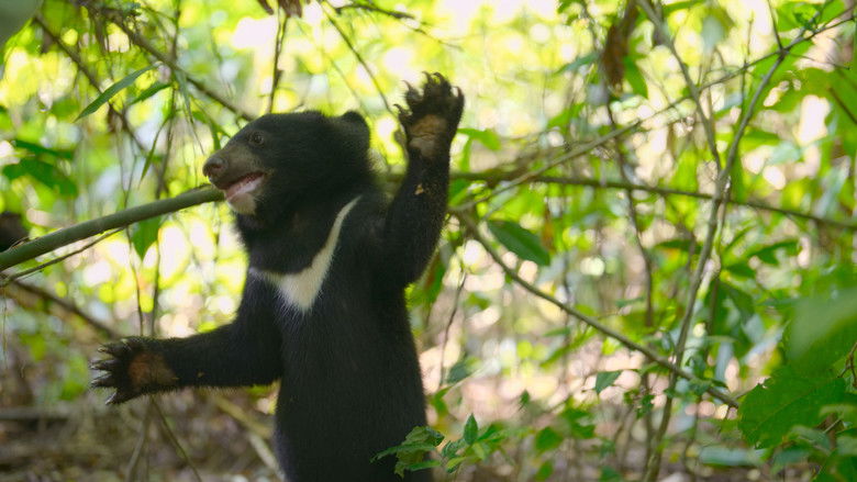 Still image for Born to Be Wild season 1 episode 1: The Moon Bear Cub Still image for Born to Be Wild season 1 episode 1: The Moon Bear Cub