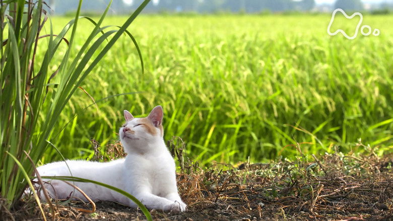 Still image for Mitsuaki Iwago's World “Cats” Travelogue season 1 episode 132: Akita Still image for Mitsuaki Iwago's World “Cats” Travelogue season 1 episode 132: Akita