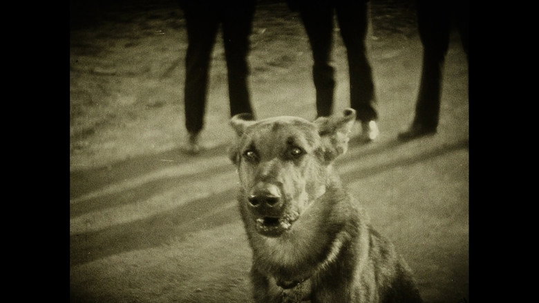 Imatge de Wonder Dogs! Canine Stars of the Silent Era (1898-1928)