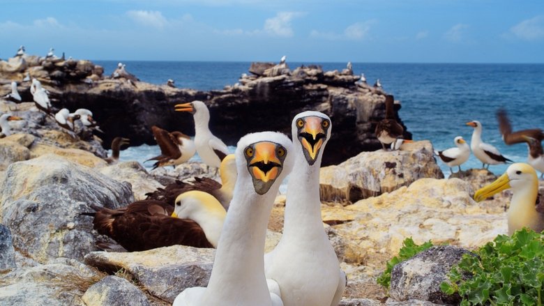 Galapagos 3D with David Attenborough