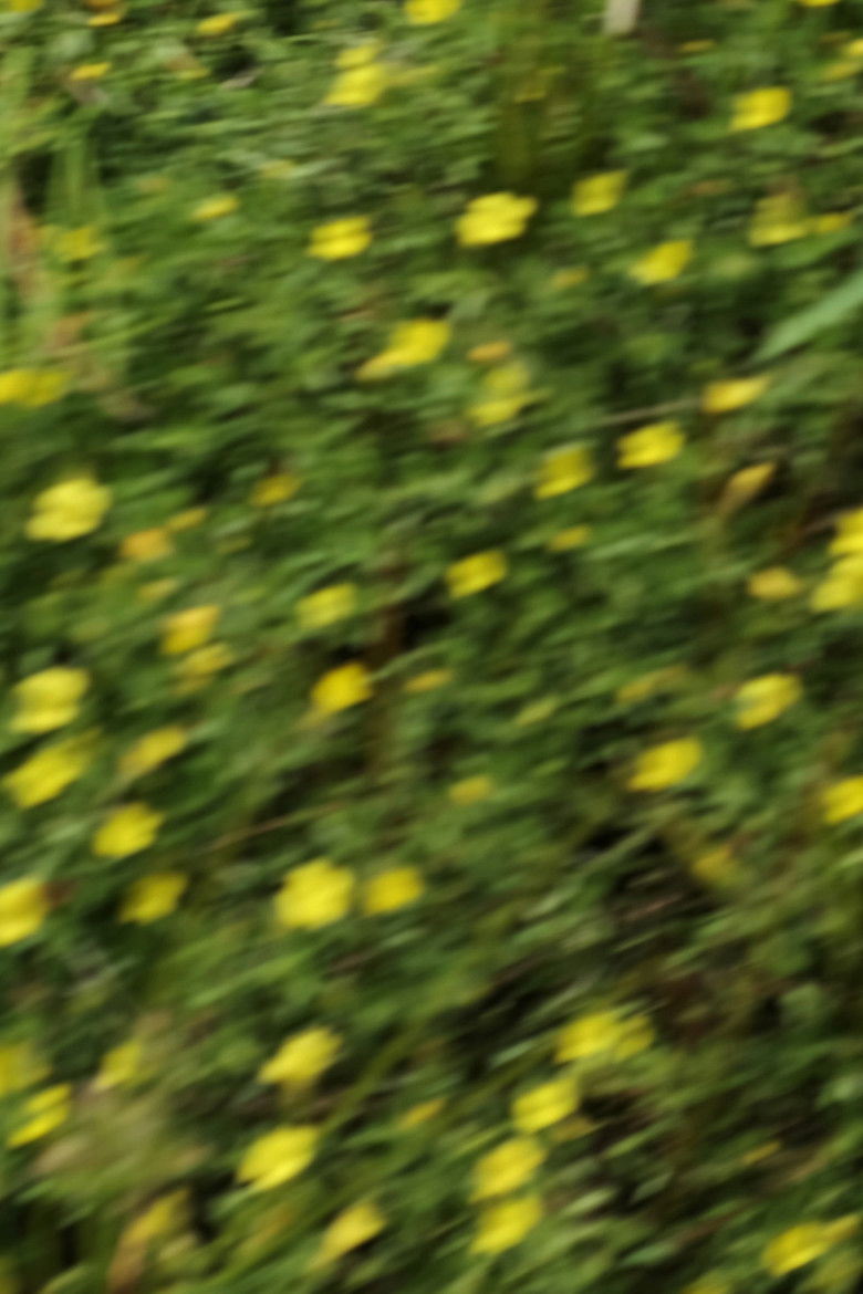 Imatge de eye see flowers spinning