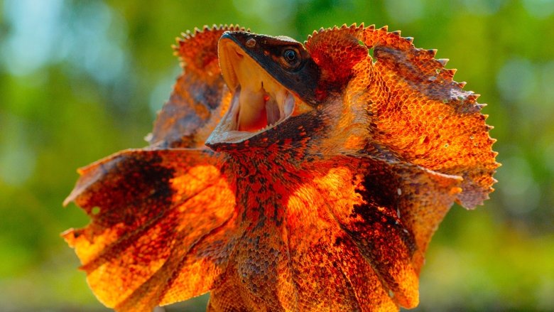 Still image for Tiny World season 1 episode 4: Outback