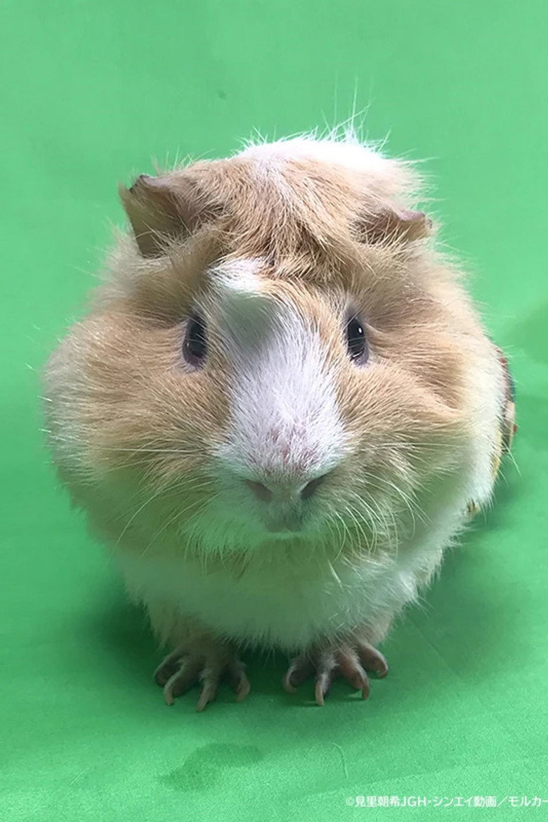 Photo de つむぎ