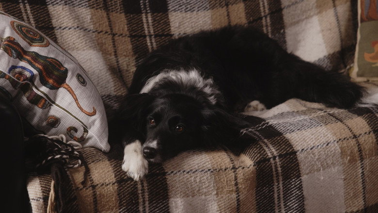 Image d'arrière-plan 3 du film Двое в одной жизни, не считая собаки