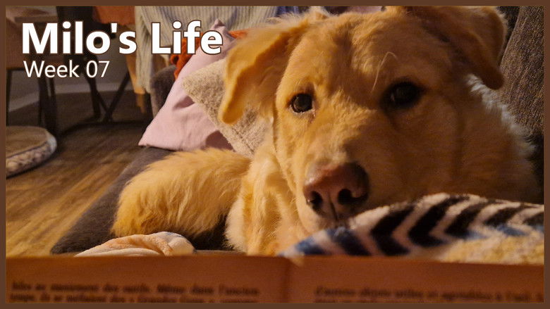 Still image for Milo's Life season 1 episode 7: Not-So-Busy Week | Week 07 Still image for Milo's Life season 1 episode 7: Not-So-Busy Week | Week 07