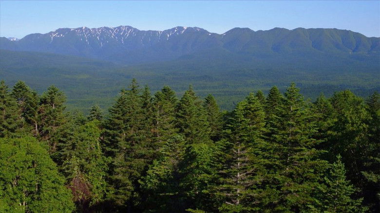 Still image for Wild Hokkaido! season 1 episode 13: The Forest of Higashi-Taisetsu Still image for Wild Hokkaido! season 1 episode 13: The Forest of Higashi-Taisetsu