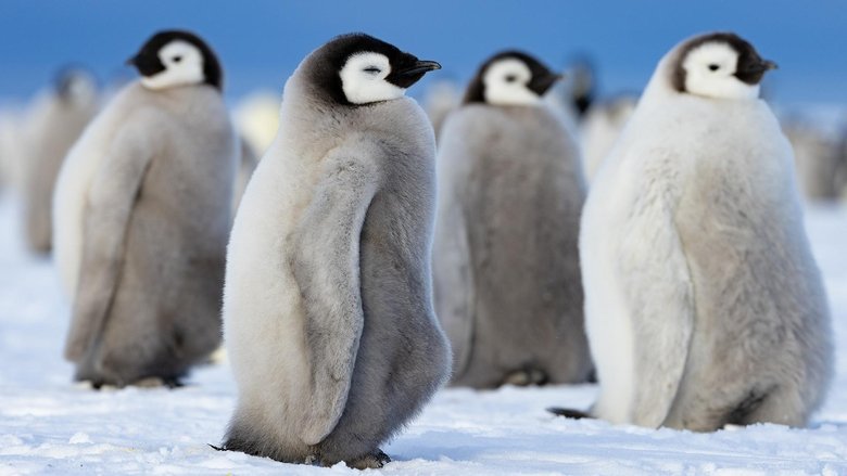 Tập 1 - Secrets of the Penguins
